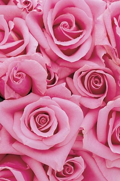 50 薔薇 壁紙 高画質 最高の花の画像