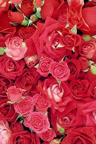 すべての花の画像 綺麗な薔薇 壁紙 高画質