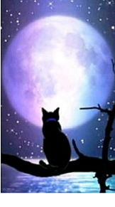 月と猫 綺麗の画像1点 完全無料画像検索のプリ画像 Bygmo