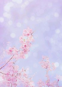 ❀·° 桜 .ﾟ.✿の画像(桜 素材に関連した画像)