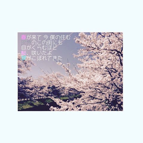 桜、咲いたよの画像 プリ画像