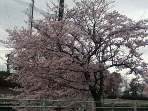 桜の画像(プリ画像)