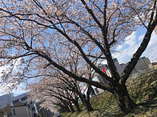 桜 晴天 茨城県水戸市 日本の画像(水戸市に関連した画像)