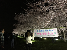 茨城県 利根町 桜祭り 夜の画像(茨城に関連した画像)