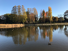 茨城県　筑波市　公園　秋　の画像(茨城県に関連した画像)
