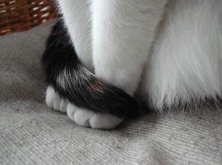 猫の足の画像(プリ画像)