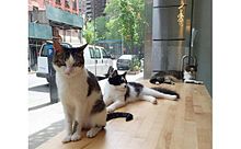 お気に入り“にゃんこ”の里親になれる猫カフェがNYで人気！の画像(里親に関連した画像)