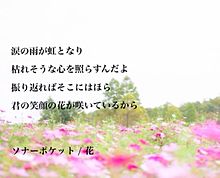 ソナーポケット / 花の画像(ｲﾁｺﾞに関連した画像)