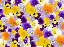 今年の春の注目デザイン!こんなにかわいいおおぶり花柄ネイル特集の画像(花柄ネイル 春に関連した画像)