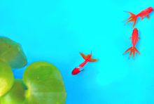壁紙 夏 金魚の画像11点 完全無料画像検索のプリ画像 Bygmo