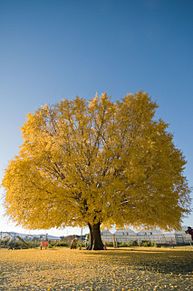 愛知県豊川市豊津町のイチョウの木（お化け傘）の画像(豊川に関連した画像)