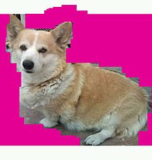 犬 でぶの画像4点 完全無料画像検索のプリ画像 Bygmo