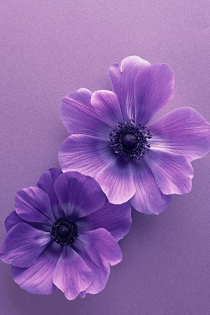 ホムペ Hp サイト 素材 紫 花 きれい 完全無料画像検索のプリ画像 Bygmo
