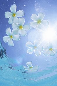新鮮な海 プルメリア 壁紙 最高の花の画像