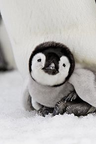 ペンギン 可愛い 待ち受けの画像11点 2ページ目 完全無料画像検索のプリ画像 Bygmo