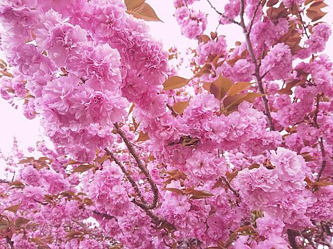 八重桜の画像(プリ画像)