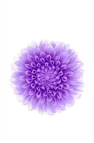 花の画像(白紫に関連した画像)