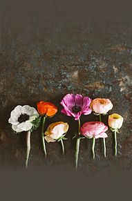 花の画像(壁紙原画素材高画質に関連した画像)