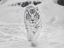 かっこいい ホワイトタイガー 虎の画像1点｜完全無料画像検索のプリ