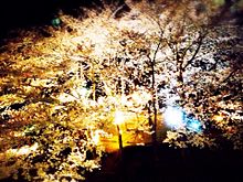 夜桜 ライトアップ プリ画像