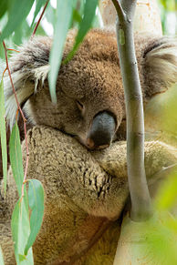 コアラ 可愛い 動物の画像9点 完全無料画像検索のプリ画像 Bygmo