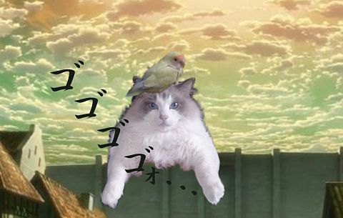 進撃の鳥猫の画像 プリ画像