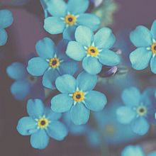 おしゃれ 素材 青い花の画像2点 完全無料画像検索のプリ画像 Bygmo