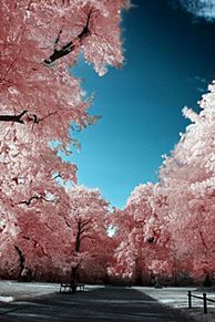 壁紙 夜桜 背景の画像8点 完全無料画像検索のプリ画像 Bygmo