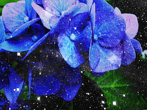 紫陽花の画像 プリ画像