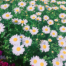 マーガレット 背景 花の画像32点 完全無料画像検索のプリ画像 Bygmo