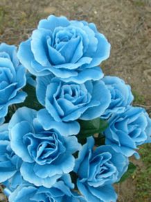 Blue roseの画像(青い薔薇に関連した画像)