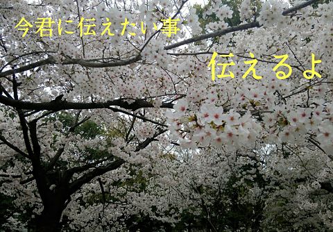 桜の画像 プリ画像