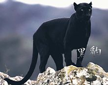 黒豹の画像152点 完全無料画像検索のプリ画像 Bygmo