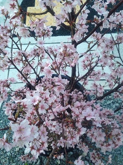 彼岸桜の画像(プリ画像)