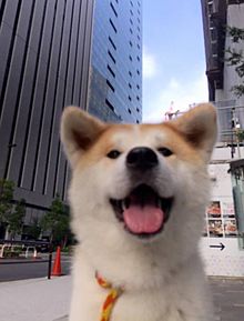 動物 犬 秋田犬の画像(秋田犬に関連した画像)