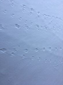 雪原の中の散歩後2の画像(散歩に関連した画像)