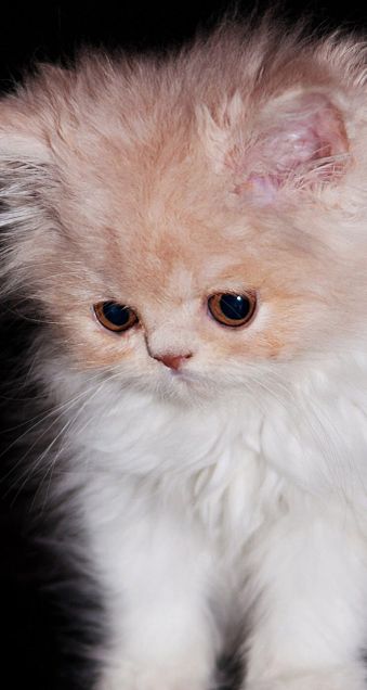 kittenの画像 プリ画像