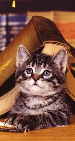 kittenの画像(待ち受け 猫に関連した画像)