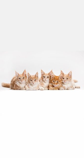 kittensの画像(プリ画像)