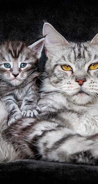 kittensの画像(プリ画像)