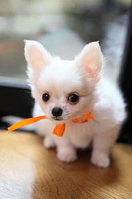 チワワ 可愛い 犬の画像128点 完全無料画像検索のプリ画像 Bygmo