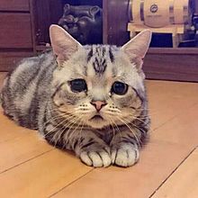 世界一のタレ目猫の画像(タレ目に関連した画像)