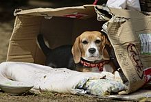 被災地で家族と離れ離れにくらすビーグル犬の画像(離れ離れに関連した画像)