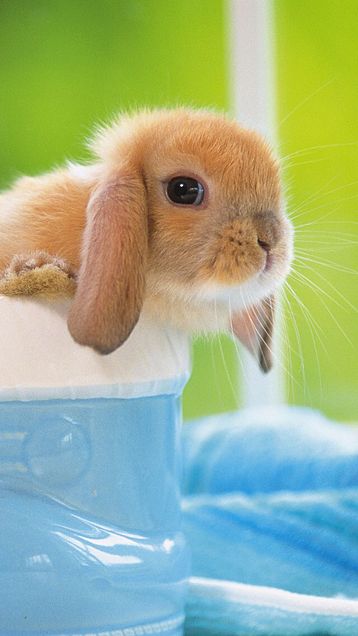 Rabbitの画像(プリ画像)