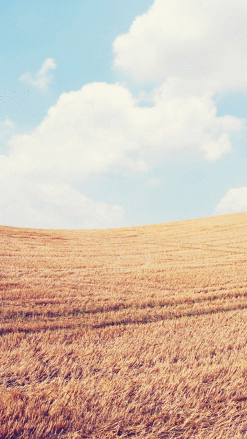 Wheat fieldの画像(プリ画像)