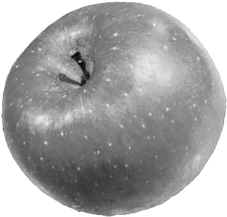 りんご 背景透明の画像(プリ画像)