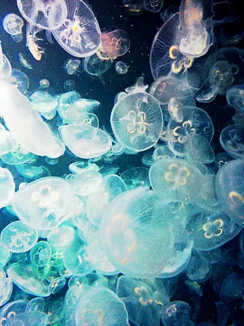 jellyfishの画像 プリ画像