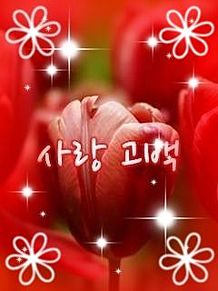 赤のチューリップの花言葉 ハングル文字の画像(チューリップ 花言葉 赤に関連した画像)