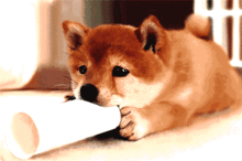 柴犬 可愛い 壁紙の画像6点 完全無料画像検索のプリ画像 Bygmo