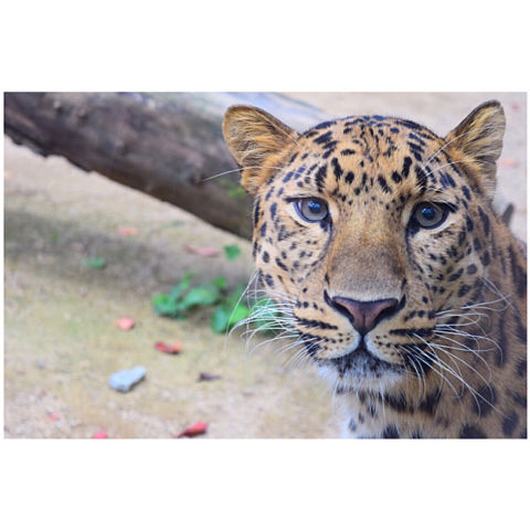 かっこいい 動物 虎の画像7点 完全無料画像検索のプリ画像 Bygmo